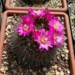 Mammillaria sp.