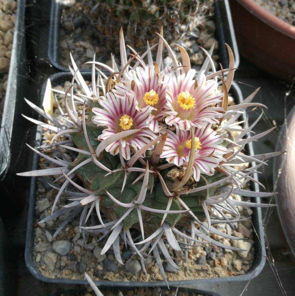 Stenocactus coptogonus