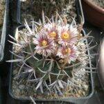 Stenocactus coptogonus