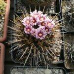 Stenocactus sp.