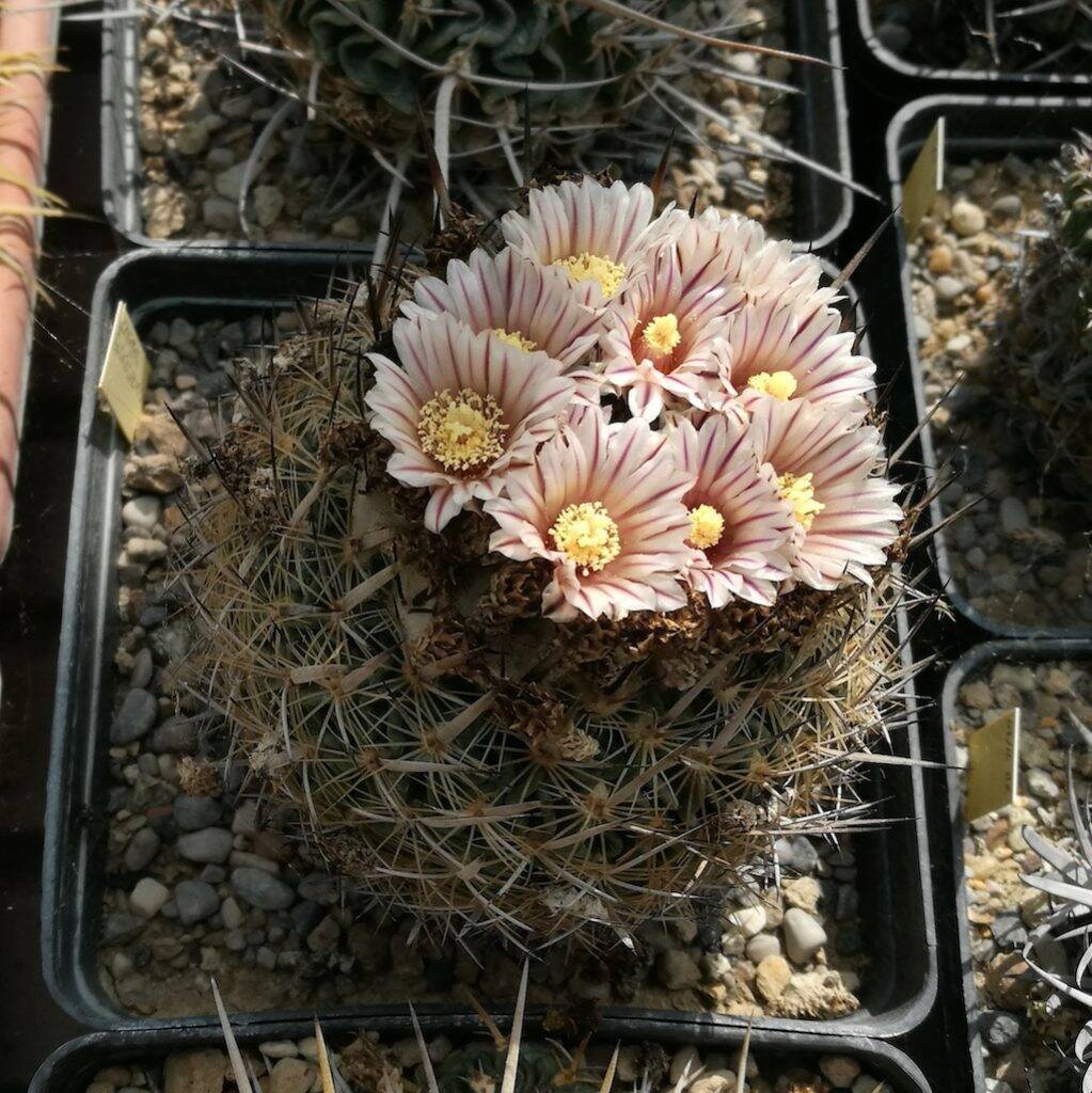 Stenocactus zacatecasensis