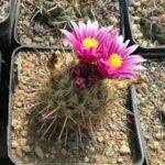 Thelocactus conothele