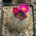 Thelocactus macdowellii