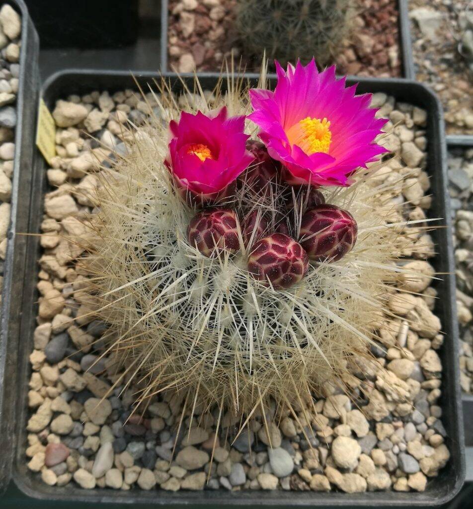 Thelocactus macdowellii