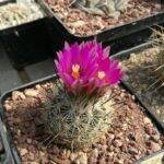 Turbinicarpus beguinii