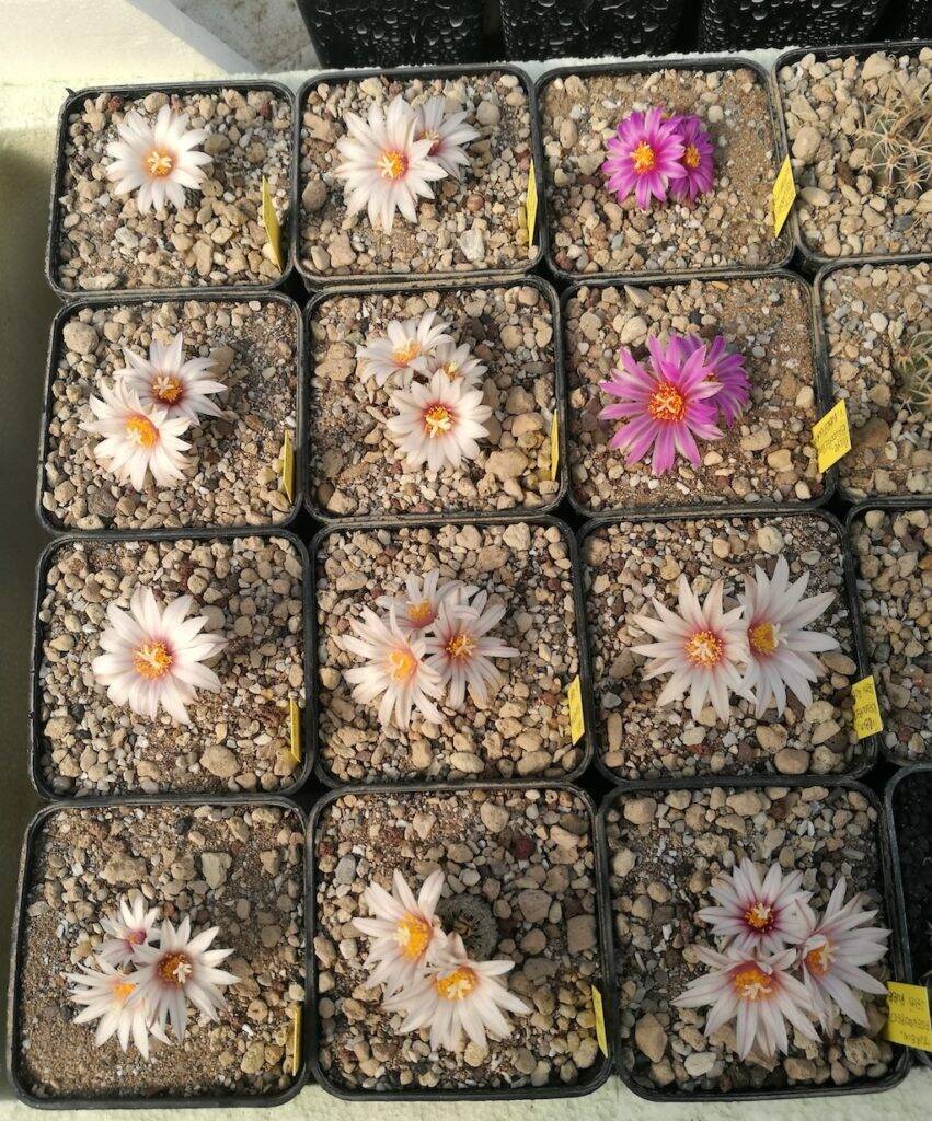 Turbinicarpus pseudopectinatus mie semine