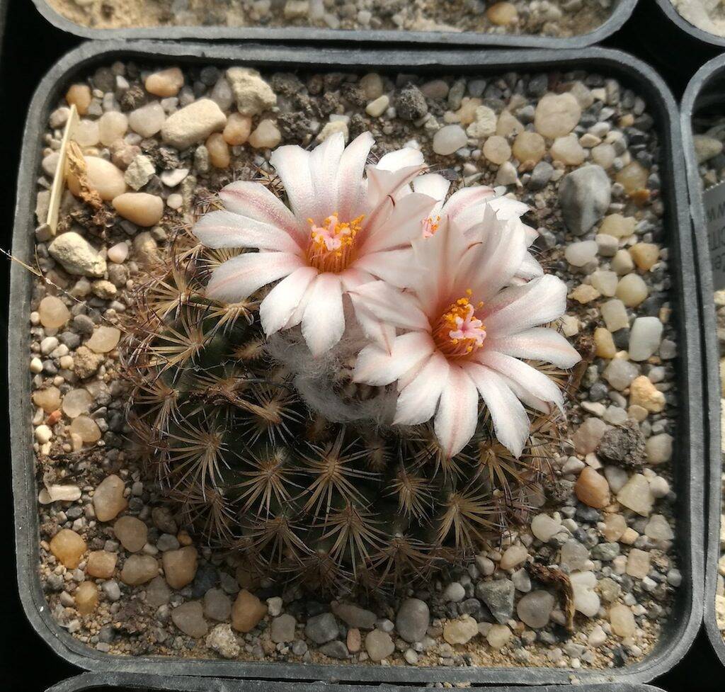 Turbinicarpus ysabelae