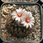 Turbinicarpus ysabelae