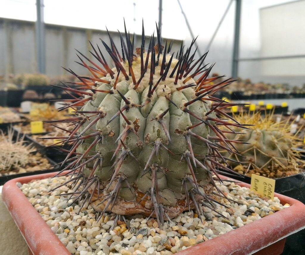Copiapoa cinerea in pomice