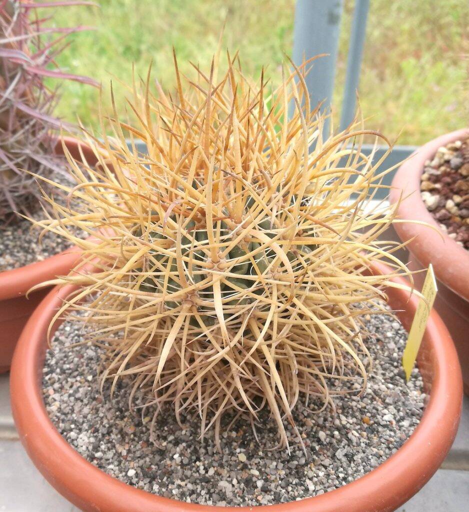 Ferocactus chrysacanthus in sabbia e pomice