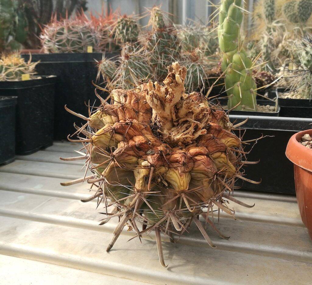 Ferocactus herrerae senza radici