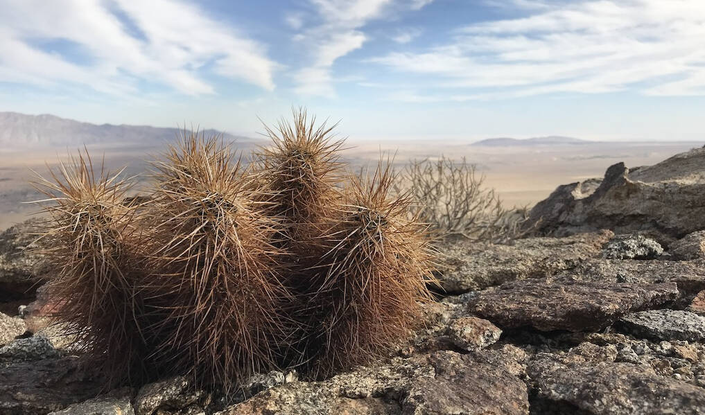 Agavi, Echinocereus e Mammillaria: le foto in natura dal parco statale di Anza Borrego