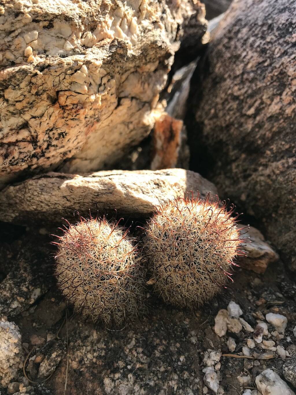 Parco Anza Borrego