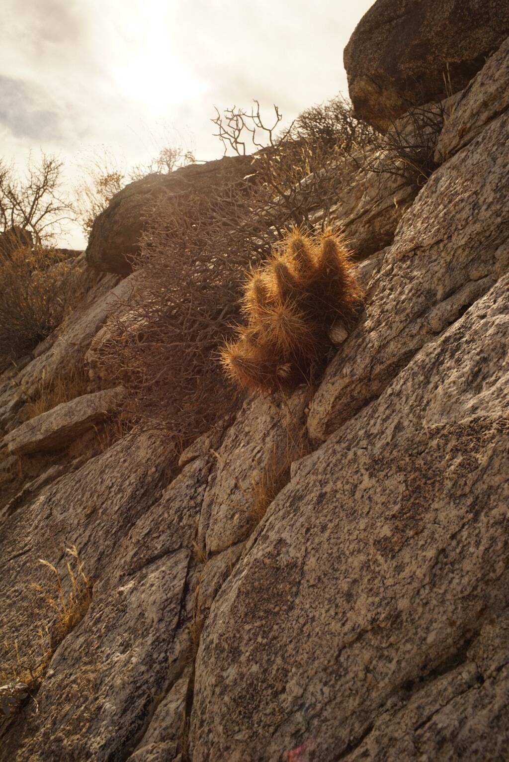 Parco Anza Borrego