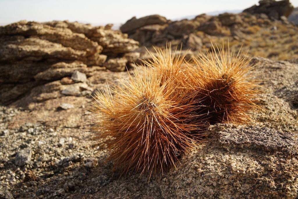 Parco Anza Borrego