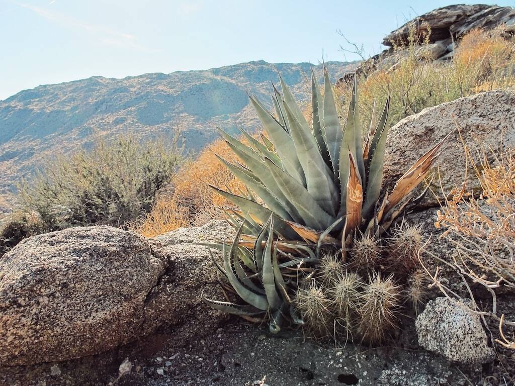 Agave nel Parco Anza Borrego