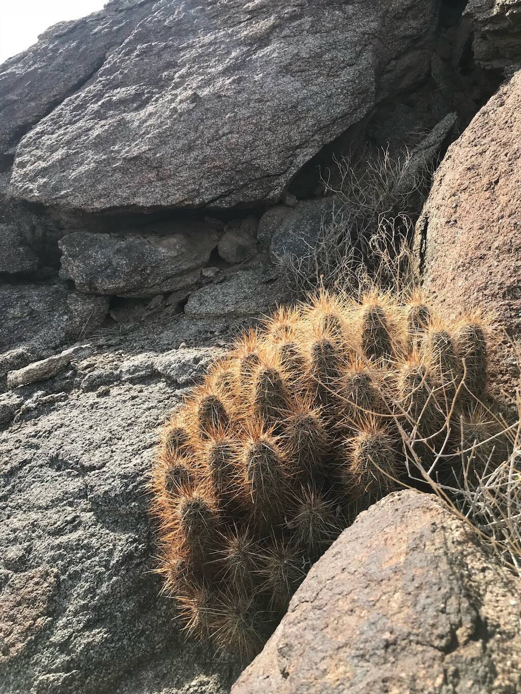 Parco Anza Borrego