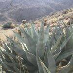 Parco Anza Borrego