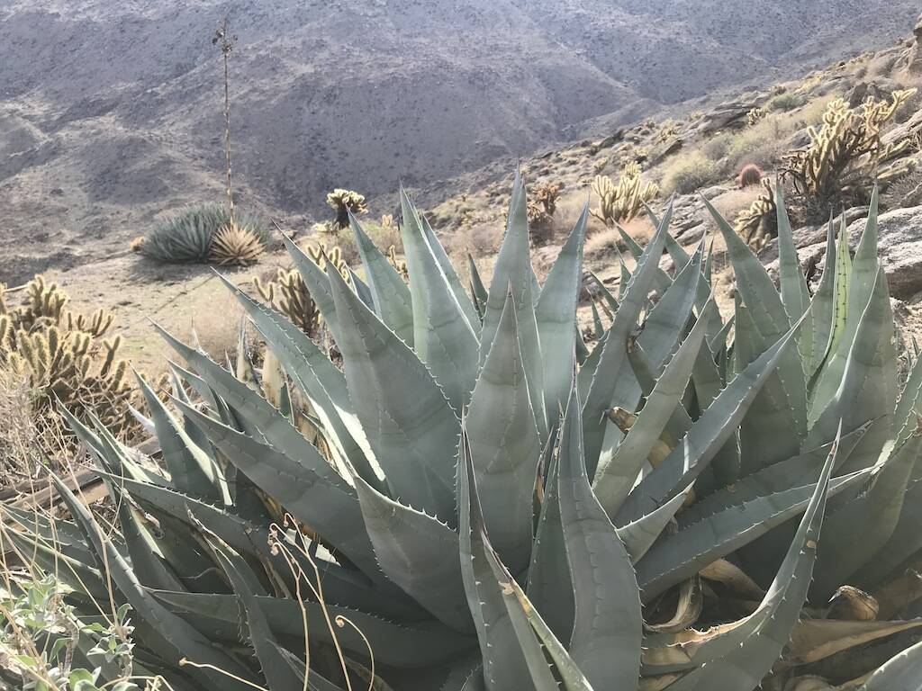 Parco Anza Borrego