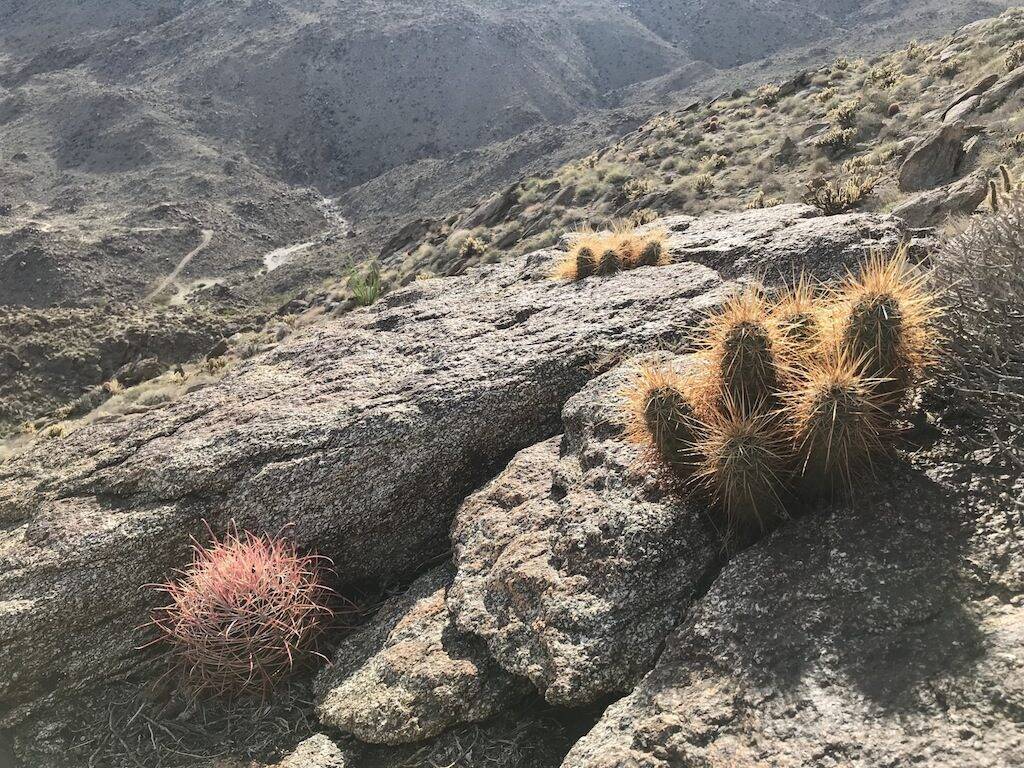 Parco Anza Borrego