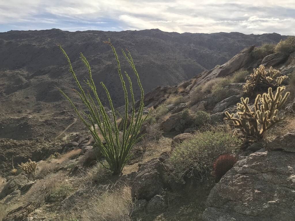 Parco Anza Borrego