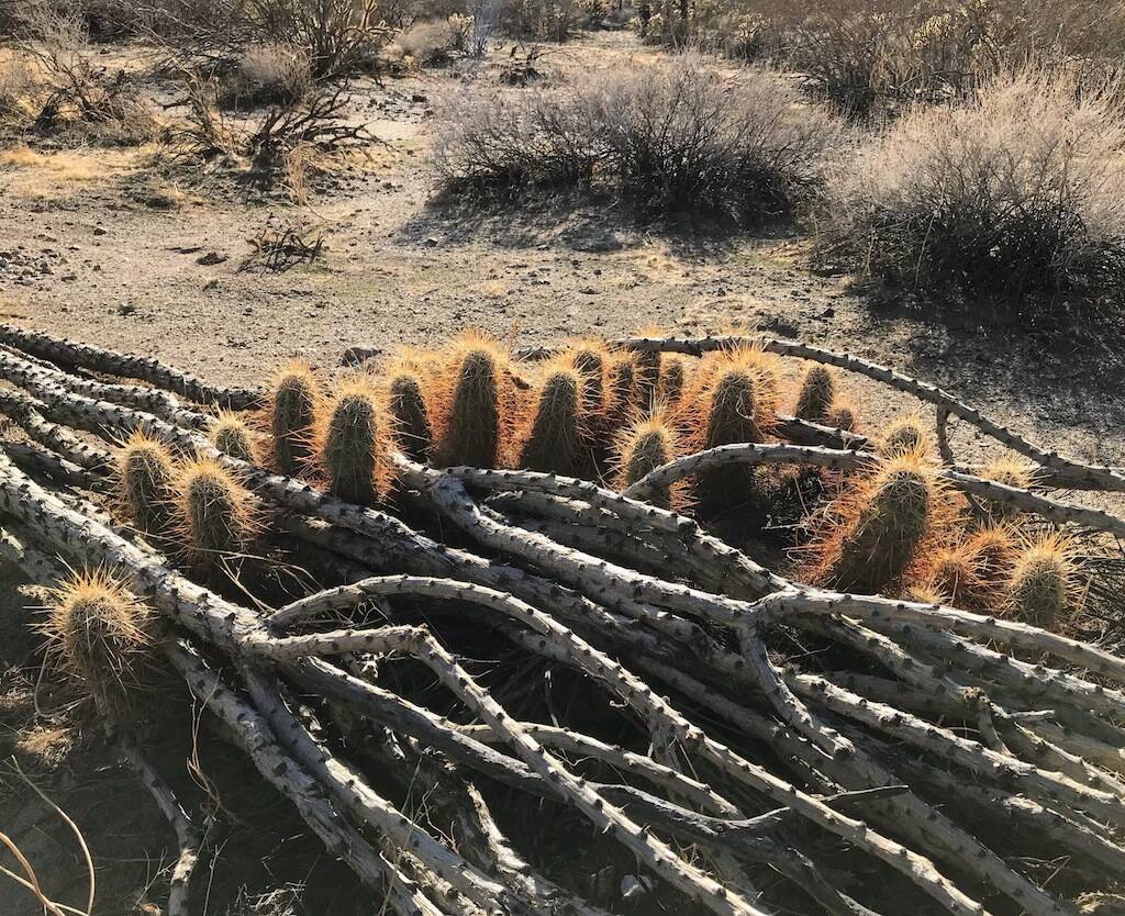 Parco Anza Borrego