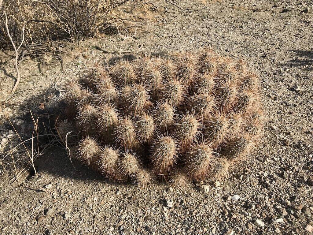 Parco Anza Borrego