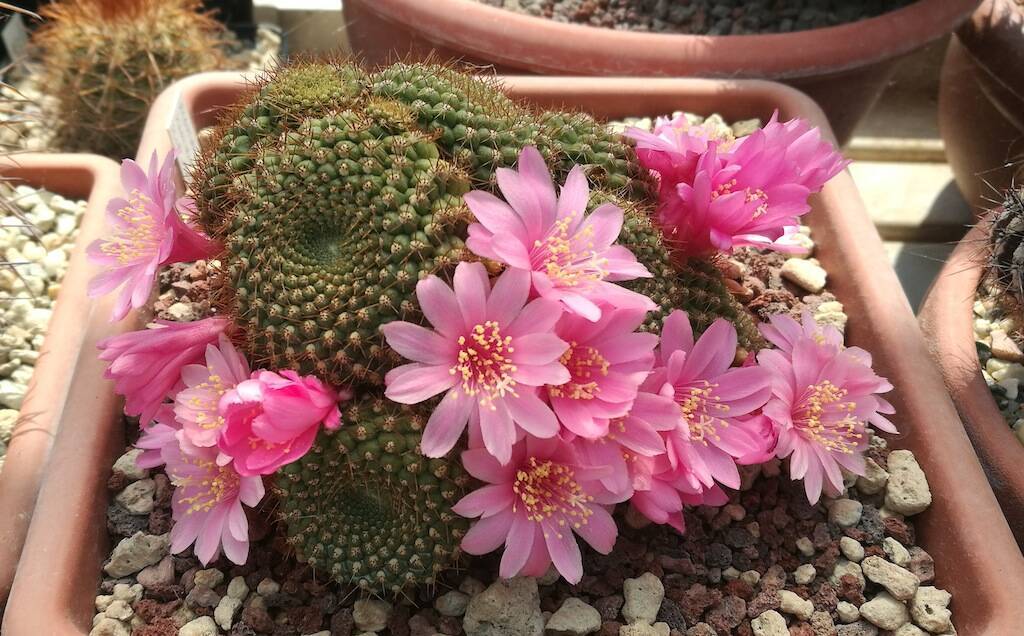 Rebutia