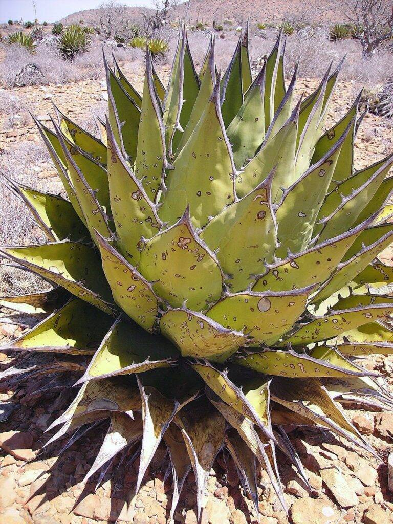 Agave in Baja California