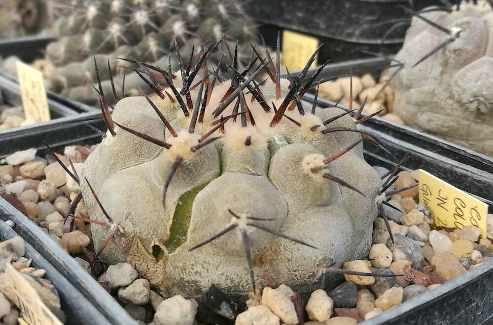 Copiapoa cinerea con spaccature sul fusto