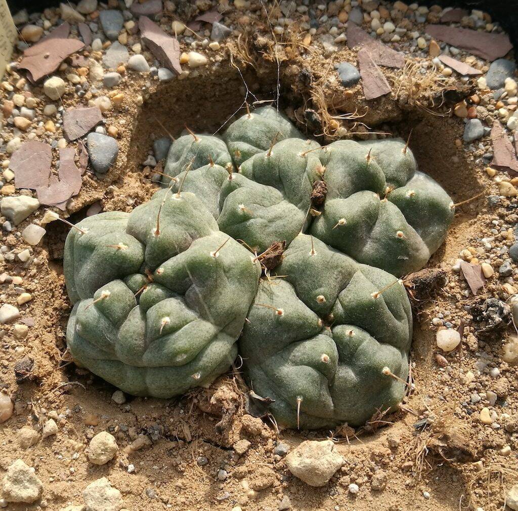 Echinocereus knippelianus disidratato