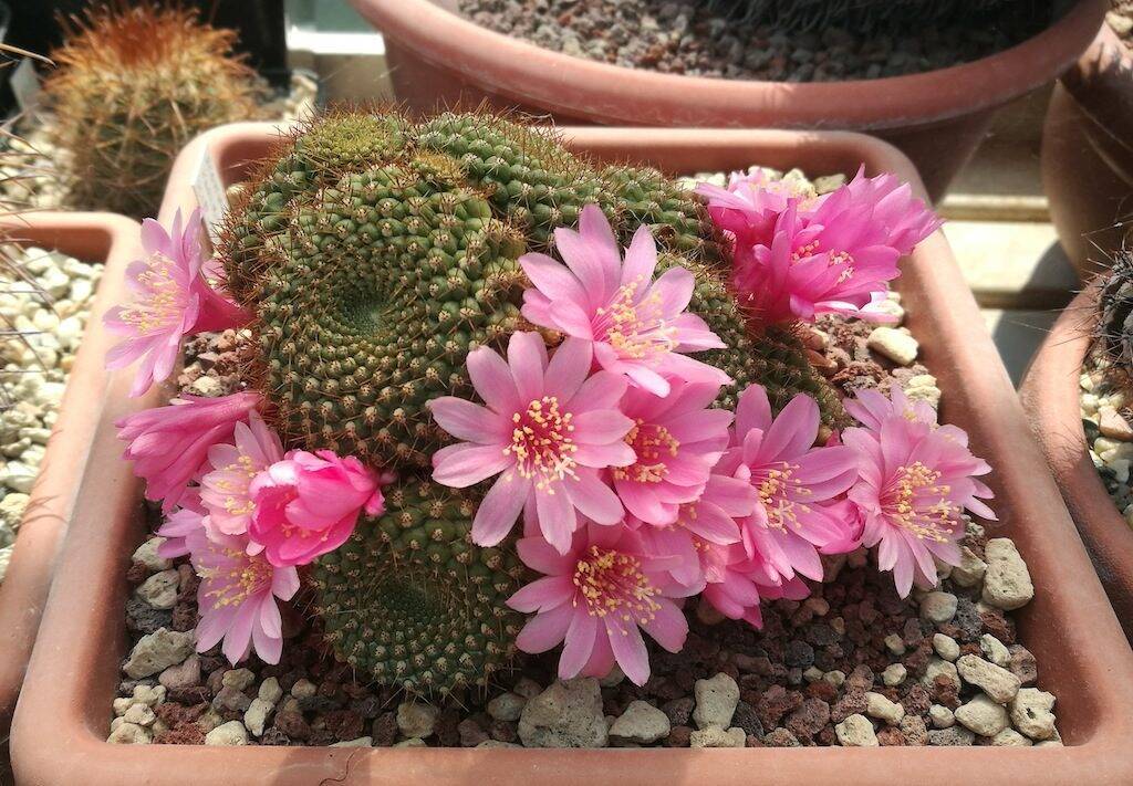 Rebutia sp. a fiore rosa