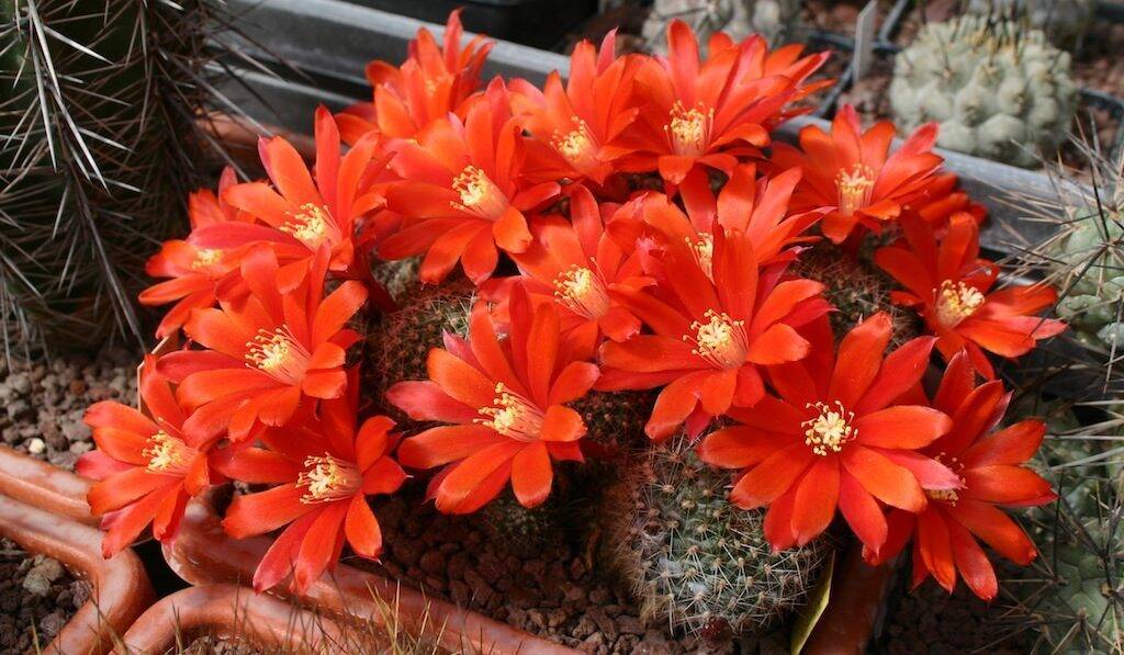 Rebutia sp. a fiore rosso