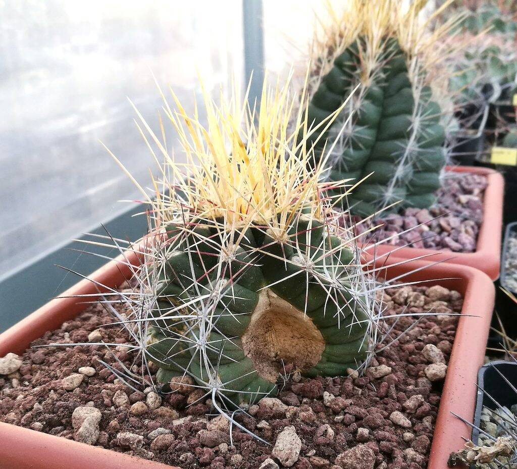 Thelocactus bicolor spaccato