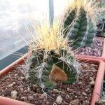 Thelocactus bicolor spaccato