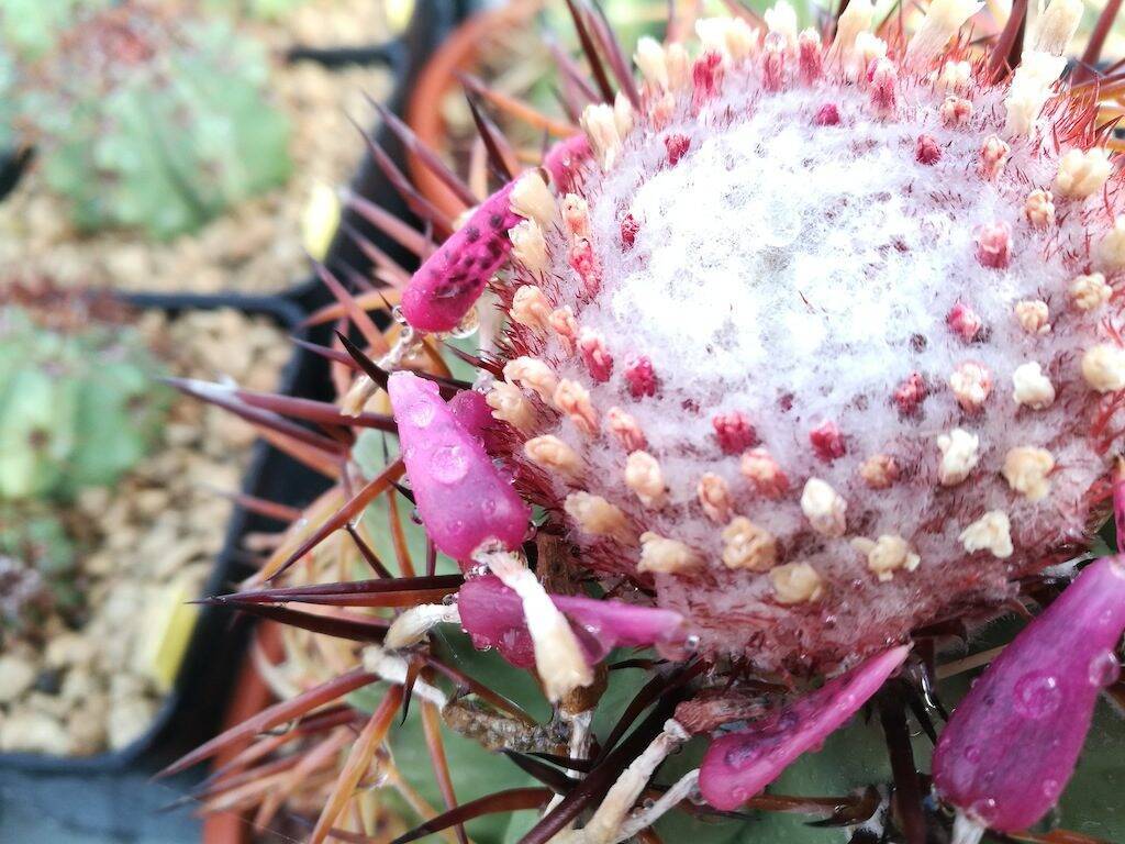 Melocactus, particolare del cefalio