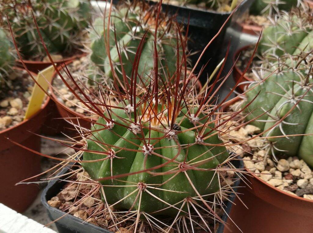 Melocactus ernestii