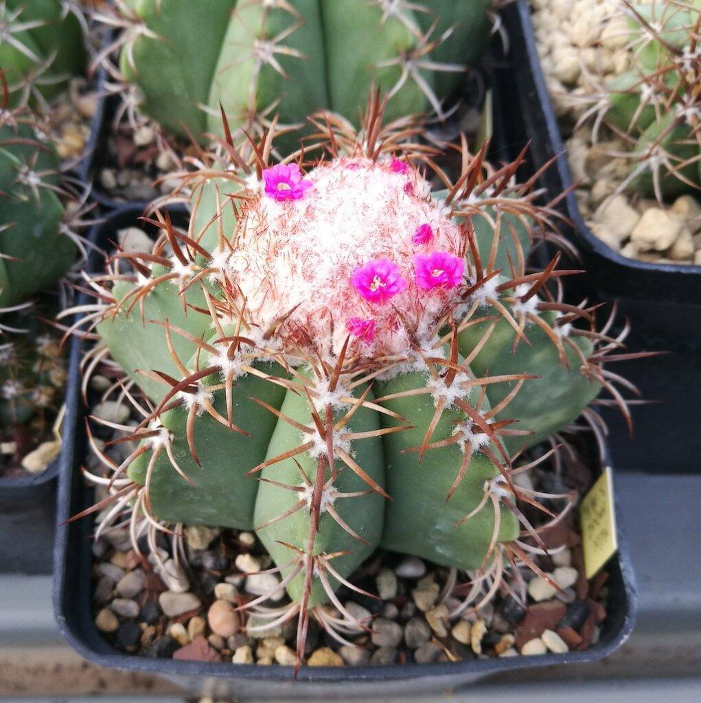 Melocactus matanzanus