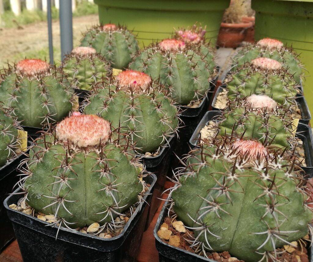 Melocactus matanzanus: mie semine