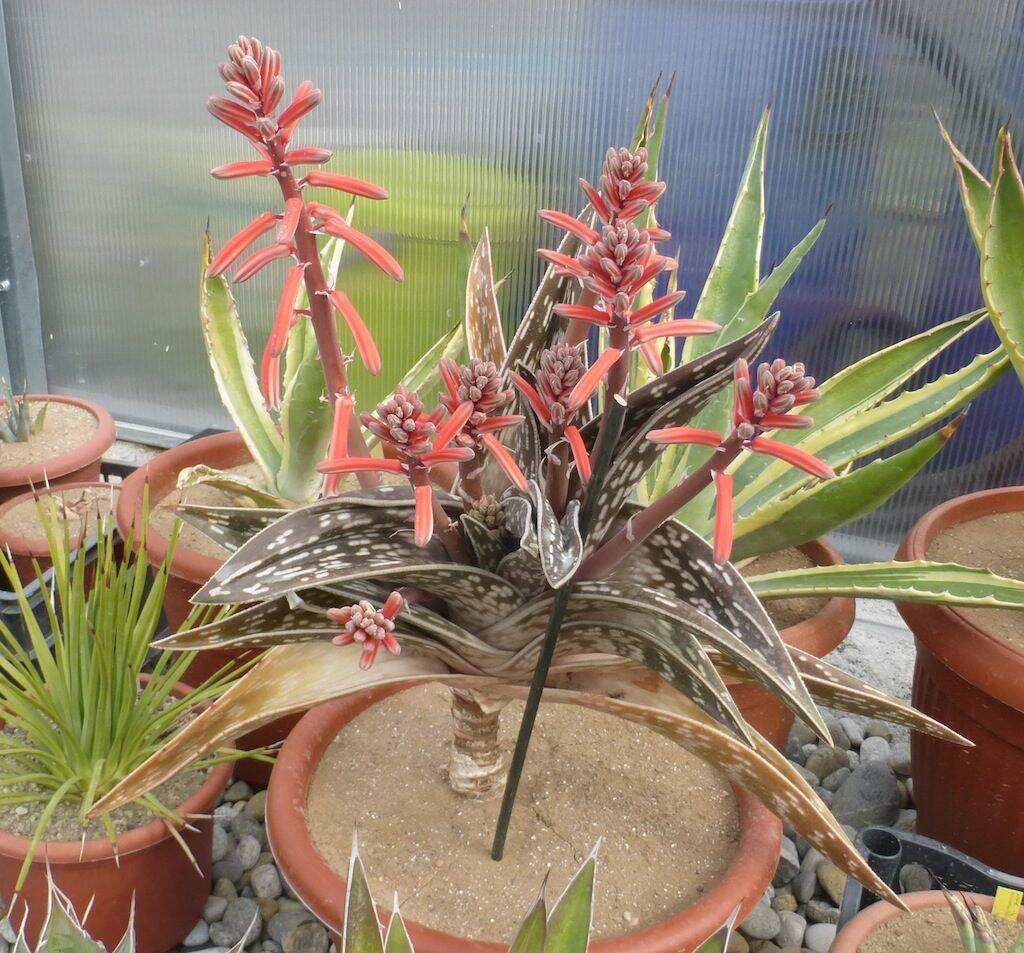 Aloe variegata in fiore