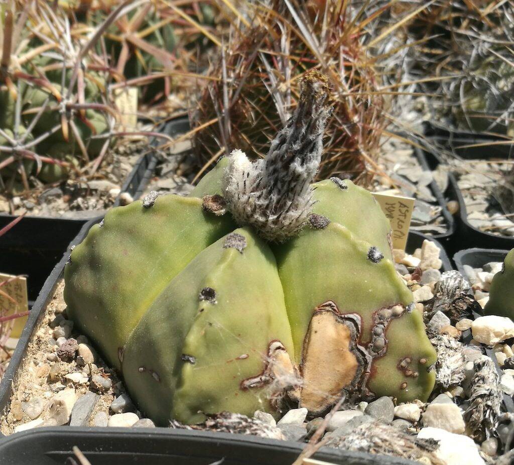 Astrophytum myriostigma nudum macchiato