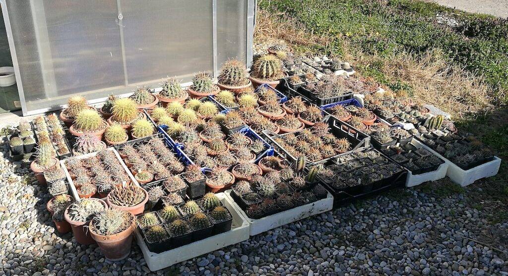 Cactus al sole