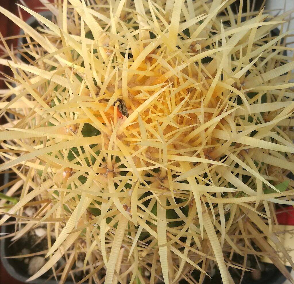 Echinocactus grusonii Ale particolare spine