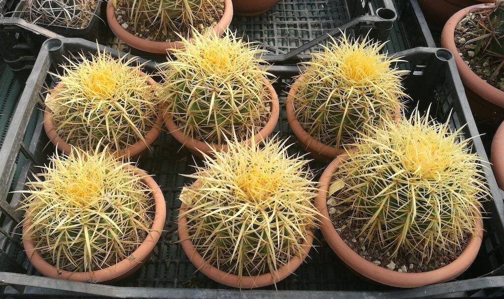 Echinocactus grusonii wild