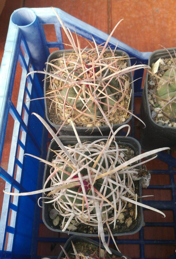 Ferocactus acanthodes raffronto coltivazione fuori e dentro serra