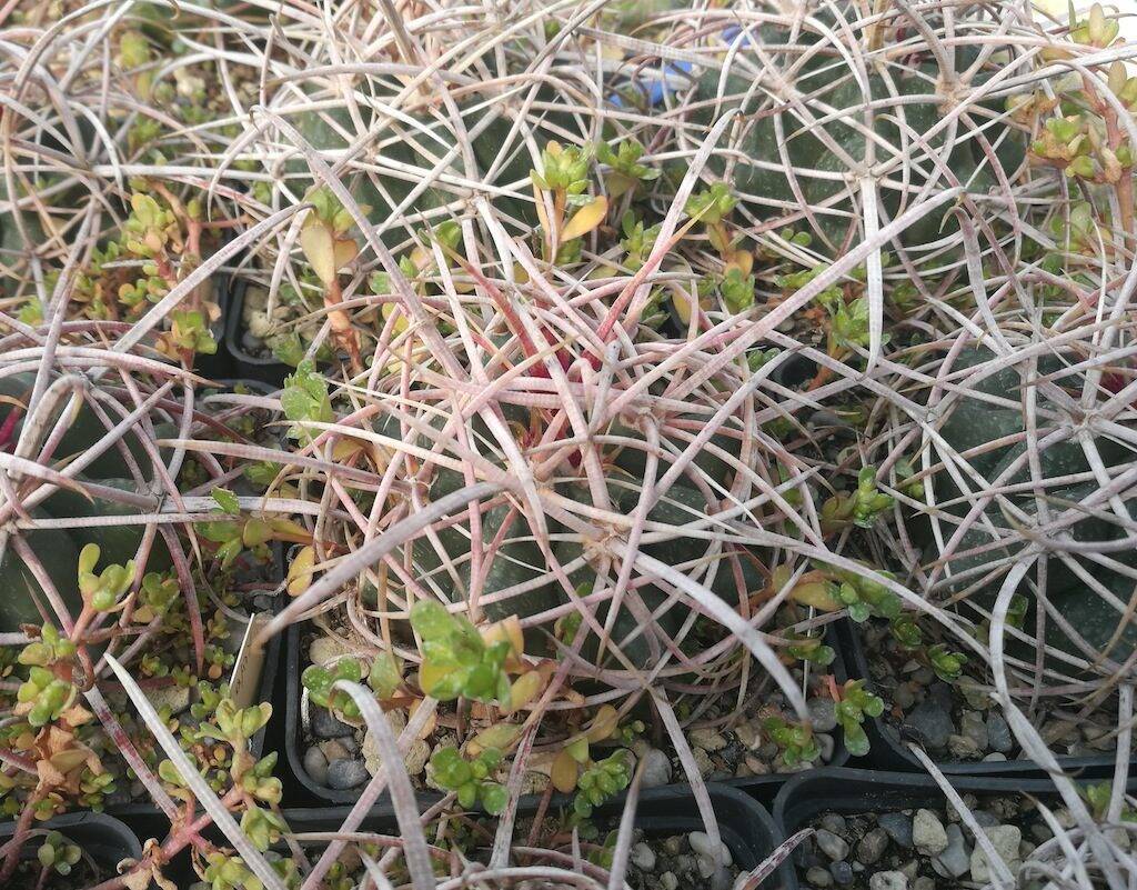 Ferocactus acanthodes wild