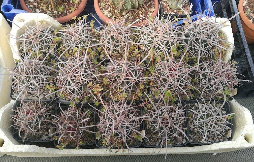 Ferocactus acanthodes wild