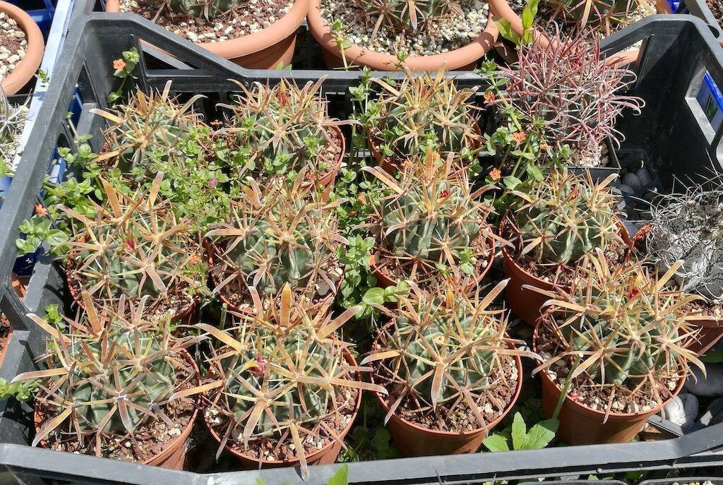 Ferocactus latispinus al sole diretto