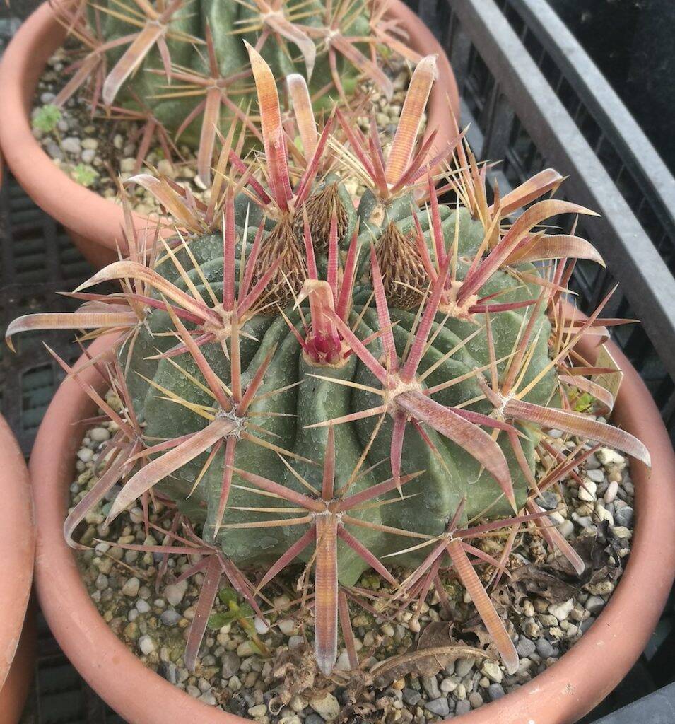 Ferocactus latispinus wild