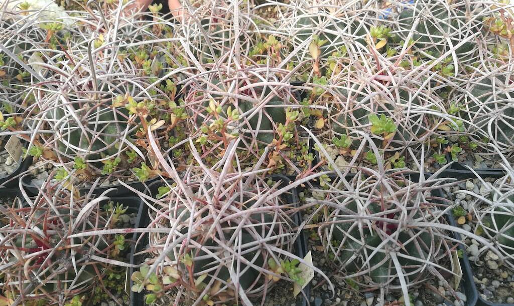 Ferocactus